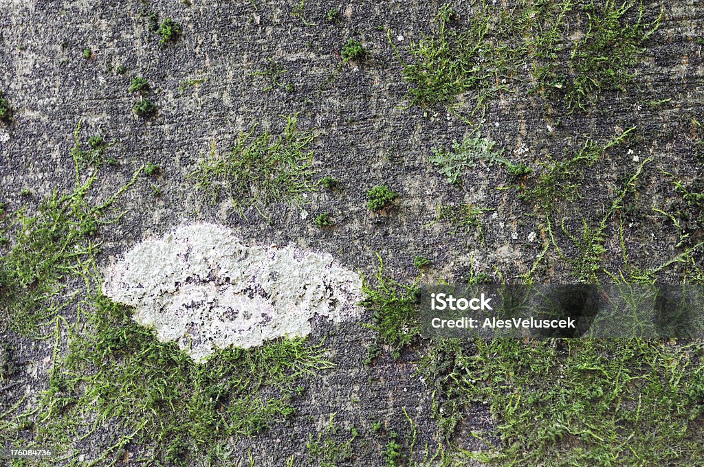 Moss e Lichene. - Foto stock royalty-free di Albero