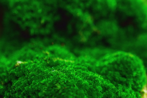 Close-up natural green moss, blurred background.