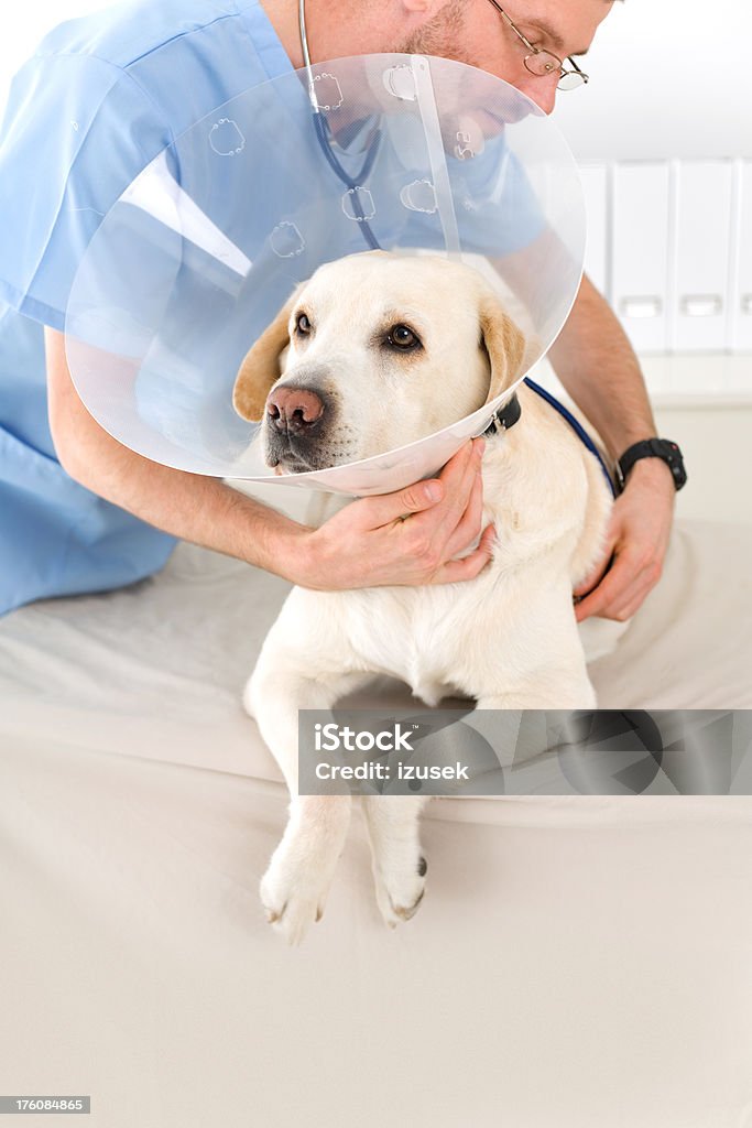 Veterinario examinar un perro - Foto de stock de Cono libre de derechos