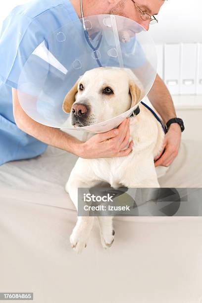 Foto de Veterinários Examinando O Cão e mais fotos de stock de Cone - Cone, Veterinário, Labrador - Cão de Busca