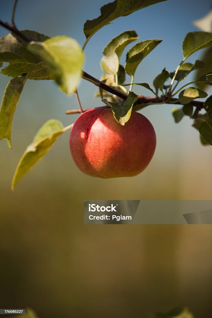 Äpfel im Obstgarten - Lizenzfrei Agrarbetrieb Stock-Foto