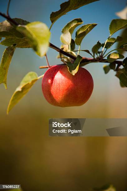 Manzanas En La Huerta Foto de stock y más banco de imágenes de Agricultura - Agricultura, Aire libre, Alimento