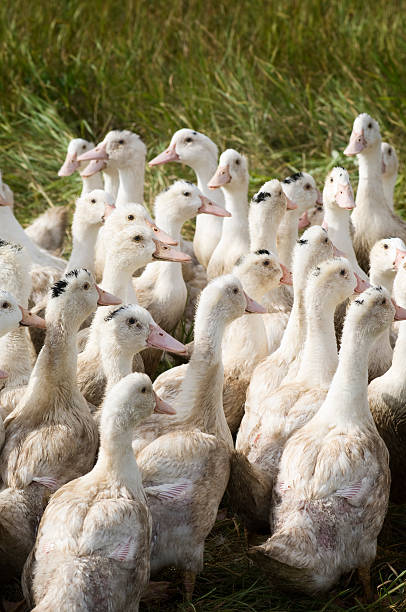 istock A large group of ducks standing together in a field. 176085312