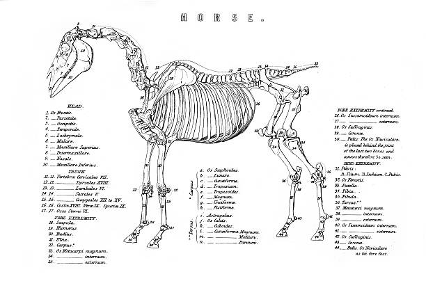 skeleton на лошадь - horse animal skeleton anatomy animal stock illustrations