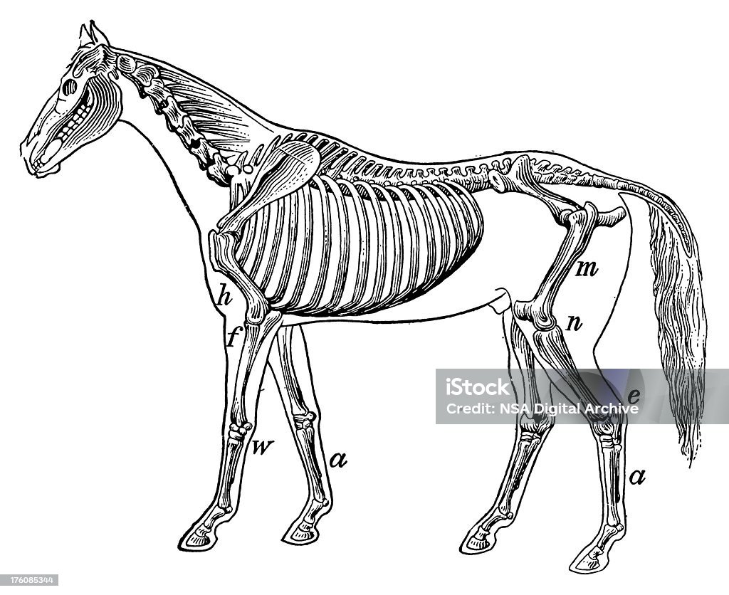 Horse skeleton | Antique Scientific Illustrations "Vintage illustration of a horse skeleton (isolated on white). Published in Systematischer Bilder-Atlas zum Conversations-Lexikon, Ikonographische Encyklopaedie der Wissenschaften und Kuenste (Brockhaus, Leipzig) in 1844." 19th Century stock illustration