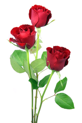 Small upright bunch of red valentines roses on white background