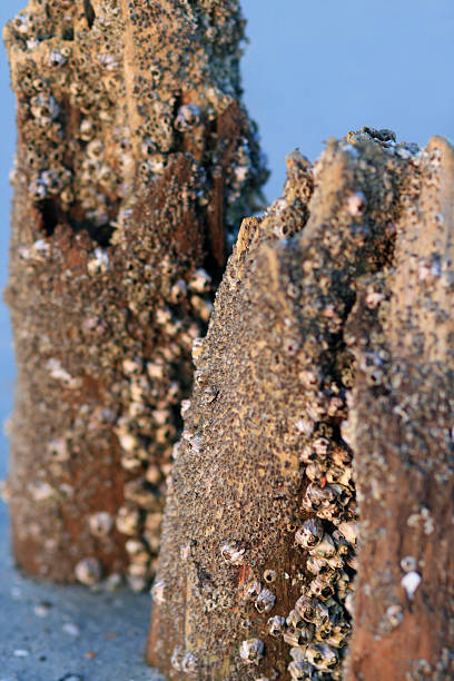 Barnacle Post 50+ Barnacle Wooden Post Commercial Dock Pier Stock Photos, Pictures ...
