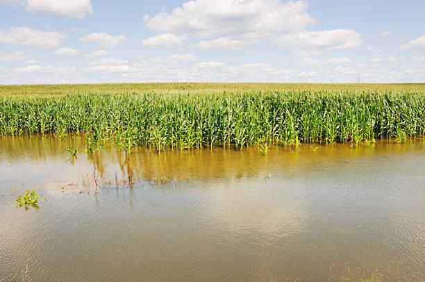 Please click my private lightbox links below for more images like this -- Thanks!A mid-summer view of flooded Indiana cornfield.  RAW source image processed with Nikon Capture NX version 1.3