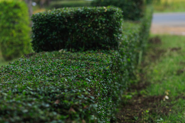 Bushes with mottled leaves are not very attractive.