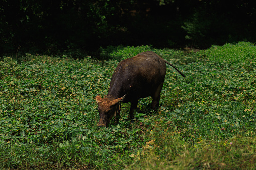 Water buffalo walking on green grass with nature background.