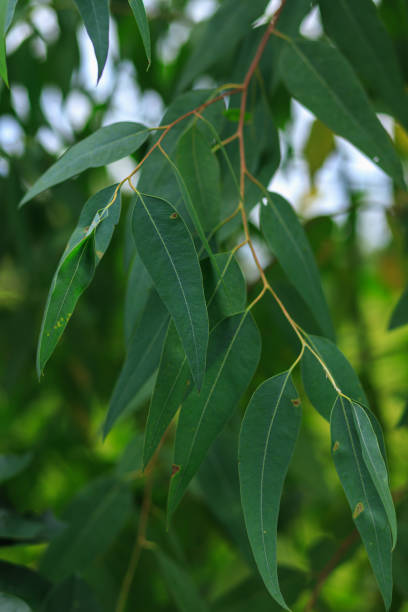istock Bushes with mottled leaves are not very attractive. 1760862347