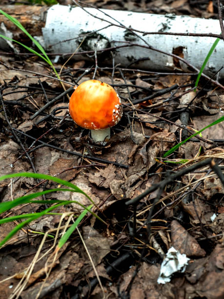 istock a red fly agaric in the forest with a round hat, has just appeared 1760863478