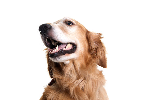 golden retriever cão a olhar para cima e o lado em branco - olhar de lado imagens e fotografias de stock