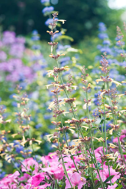 istock Late summer flowers garden - III 176086398