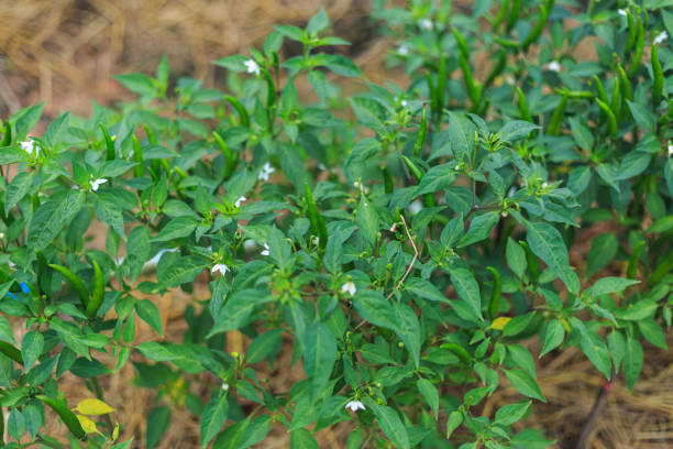 istock Bushes with mottled leaves are not very attractive. 1760864560