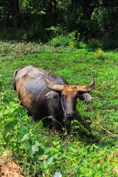 istock Water buffalo walking on green grass with nature background. 1760864573