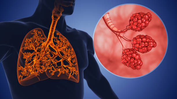 alveolen und der bronchialbaum in den menschlichen atemwegen - human lung alveolus respiratory system blood stock-fotos und bilder