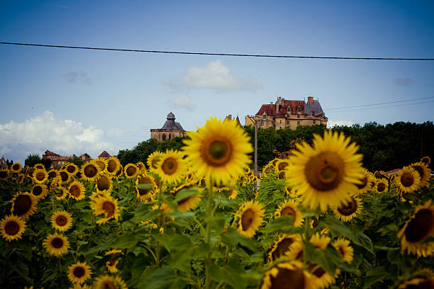 Sunflowers field near the Biron castle in South-west France. This photo focused on the castle.