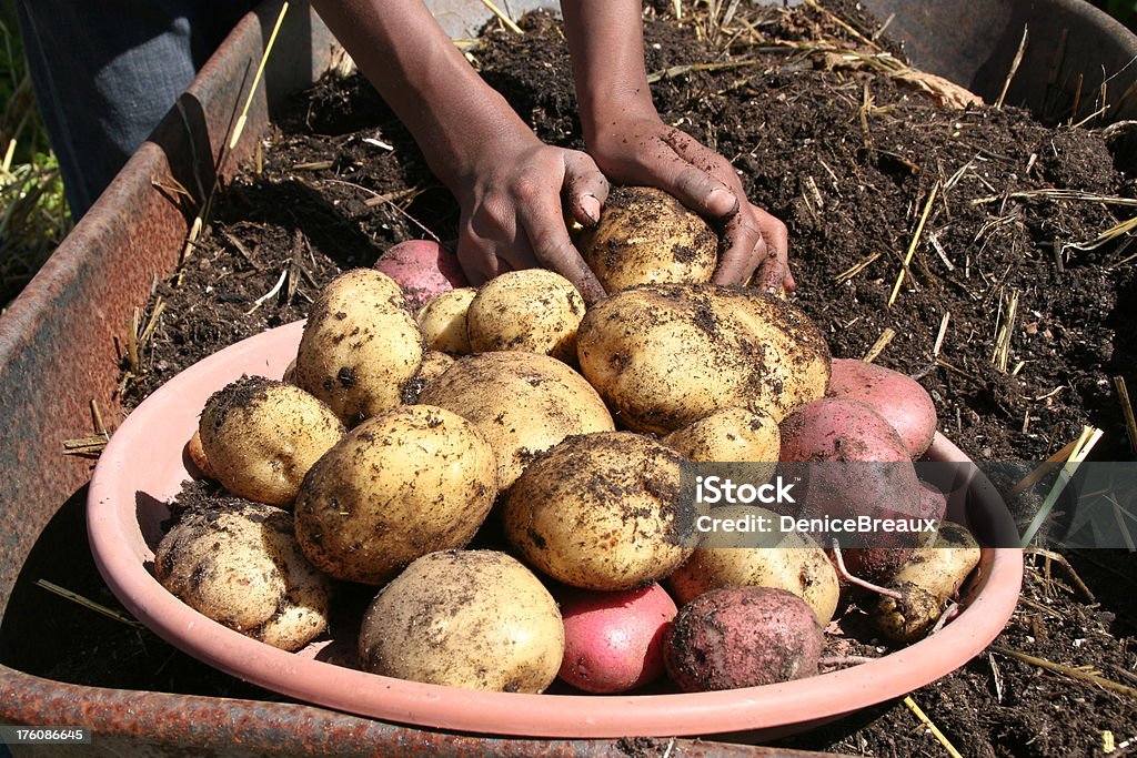 Colheita de batata - Foto de stock de Alimentação Saudável royalty-free