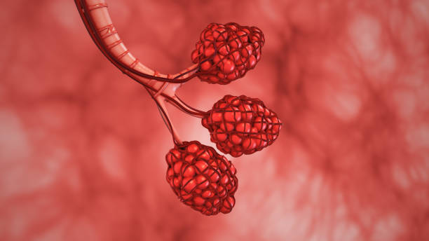 das menschliche atmungssystem und die struktur der lungenbläschen - human lung alveolus respiratory system blood stock-fotos und bilder