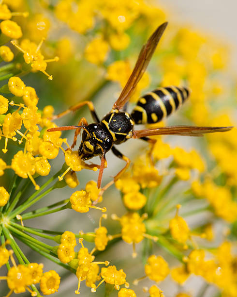 Yellow Jacket (Wasp) Collecting Pollen stock photo