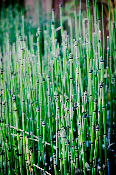 Horsetails Horsetails background.More green images: horsetail bamboo stock pictures, royalty-free photos & images