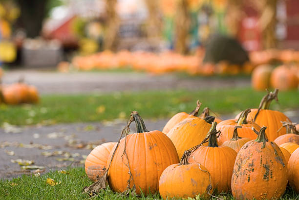 istock Pumpkin Farm Festival 176086958
