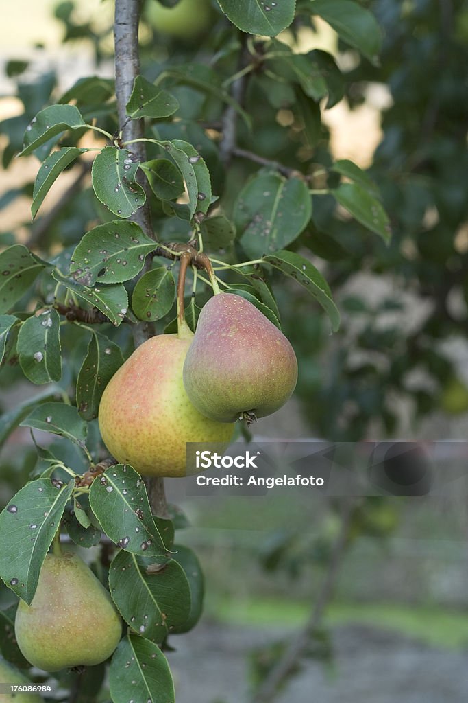 Three Pears su un albero - Foto stock royalty-free di Albero