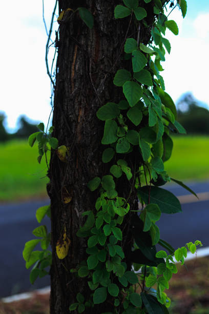 istock Close up of front yard plantation. 1760870416