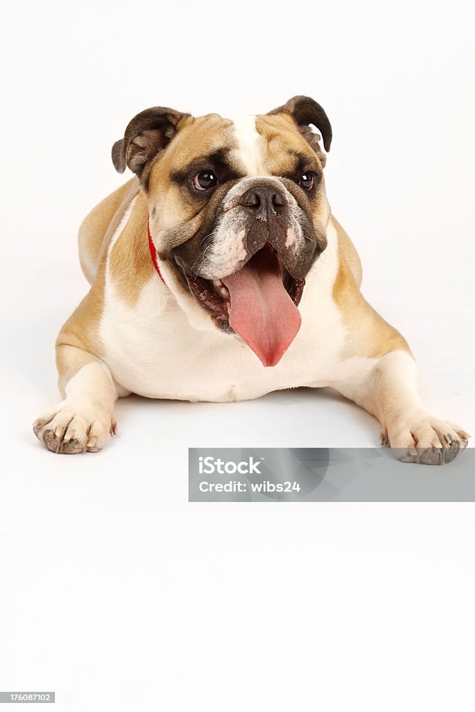 불독 (Bulldog) - 로열티 프리 가축 스톡 사진