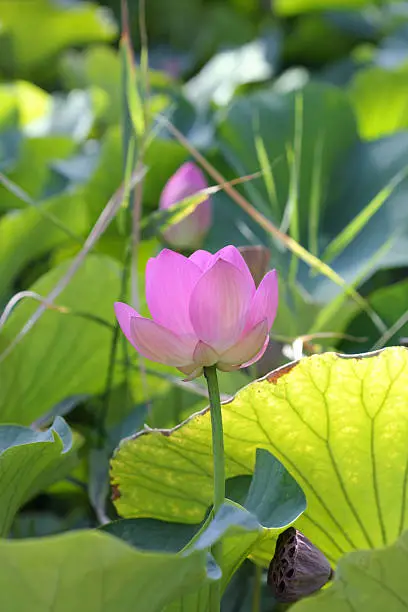 beautiful pink sacred lotus sorrounded by leafs in a pond
