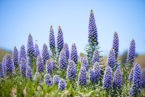 Echium Fastuosum  Flowers, high quality photography shot on Canon 5d mark II.