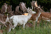 Fallow deer stags