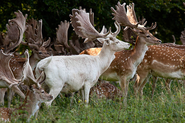 Fallow deer stags "Dyrehaven is a very big park north of Copenhagen. It was created as a hunting ground for the kings but today it is a popular picnic area for all. In the autumn the deer are rutting and it is possible, to come very close to the males. If you dare. The red deer in the park are considered as the classic north European red deer, but all kinds of Danish wild living deer can be found. In August the fallow deer stags gather in great groups preparing to fight for the females in late August and September. The antlers are still in velvet aa covered be skin. A few of the animals are albinos." albino deer stock pictures, royalty-free photos & images