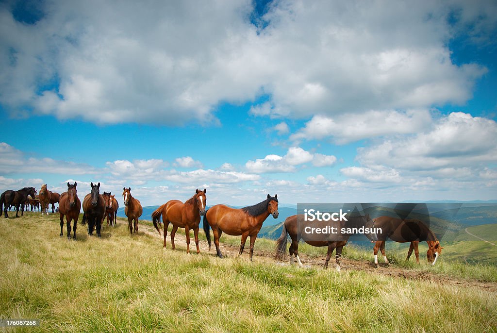 Cavalli selvaggi - Foto stock royalty-free di Ambientazione esterna