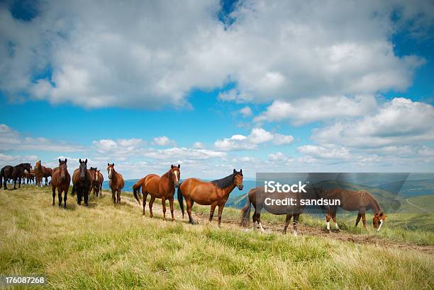Dzikie Konie - zdjęcia stockowe i więcej obrazów Bez ludzi - Bez ludzi, Brązowy, Chmura
