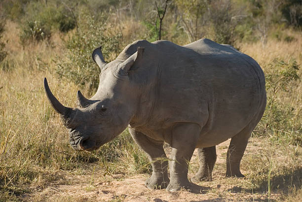 istock Female White Rhinoceros (Ceratotherium simum): Side View 176087283