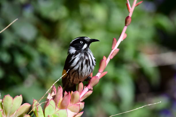 istock Newholand Honeyeater 1760874861