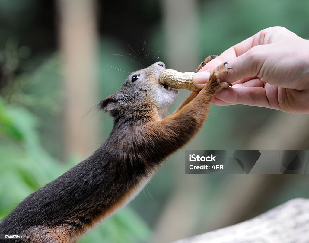 먹이기 a 다람쥐, 땅콩 - 로열티 프리 가득 찬 스톡 사진