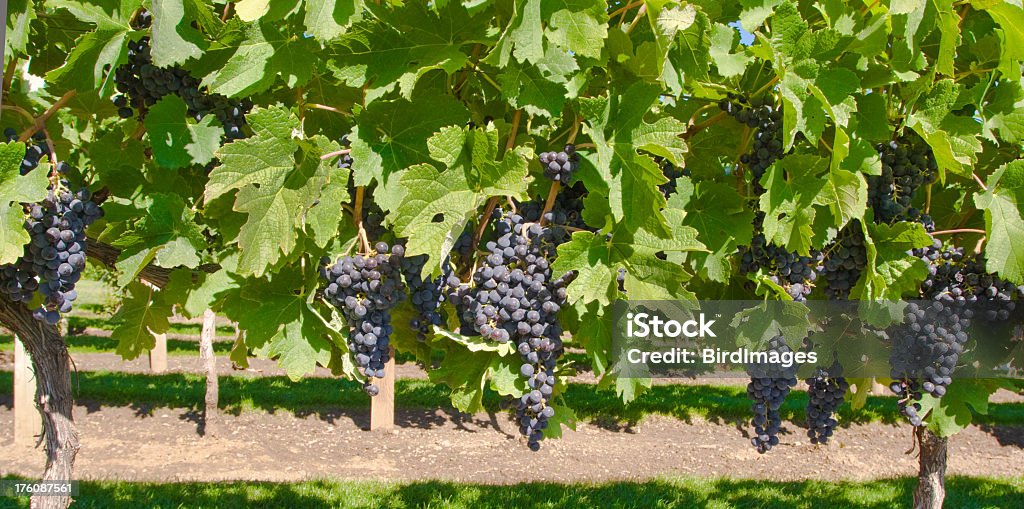 Uvas en el Viñedo - Foto de stock de Bodega de vino libre de derechos