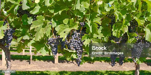 Uvas En El Viñedo Foto de stock y más banco de imágenes de Bodega de vino - Bodega de vino, Columbia Británica, Comidas y bebidas