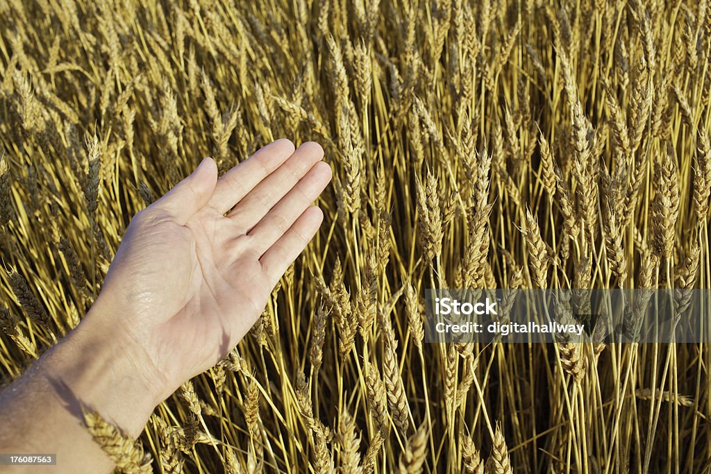 Mão sobre o campo de trigo - Foto de stock de Agricultura royalty-free
