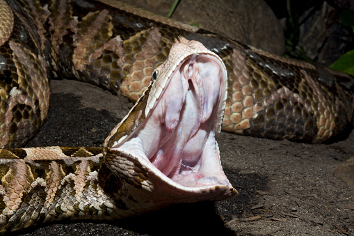 The Open Mouth of a Gaboon Viper Snake