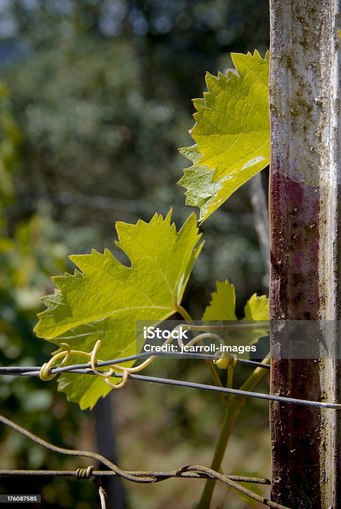 Feuilles de raisin et tendrils sur du fil métallique - Photo de Agriculture libre de droits