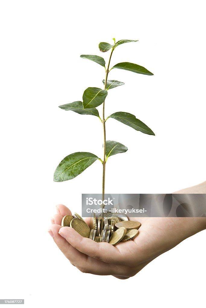 money tree  Abstract Stock Photo