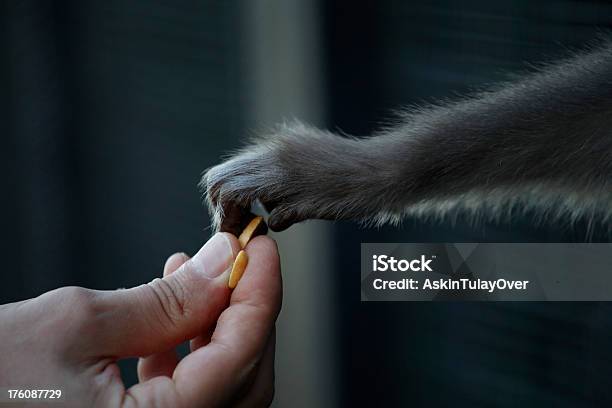 Di Mani - Fotografie stock e altre immagini di Persone - Persone, Animale, Animale in cattività