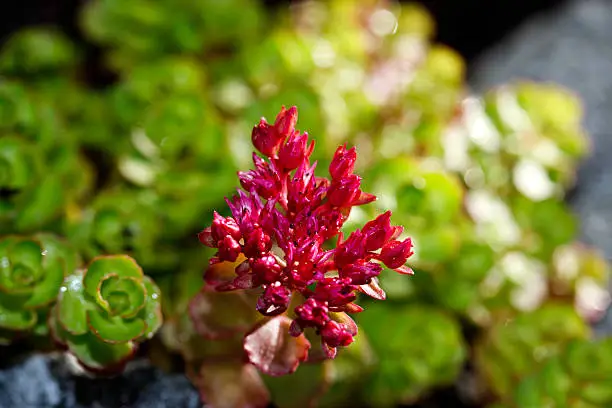 "This Sedum forms a carpet of flat, rounded, eggplant-purple leaves. Star-shaped, violet-red flowers bloom midsummer to early fall."