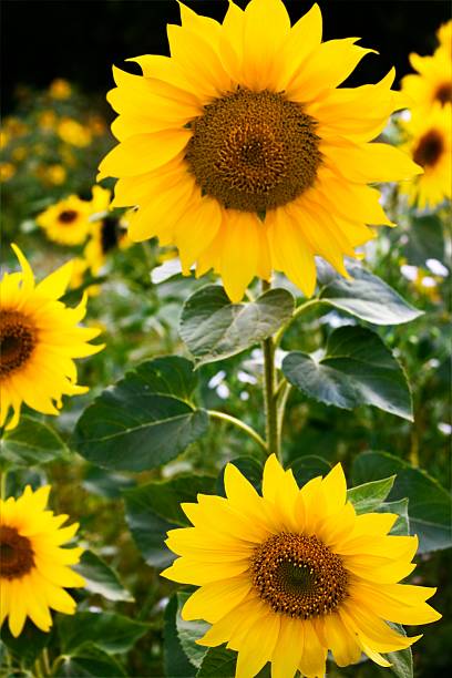 bumble abelhas em uma flor de sol - dewy sunflower - fotografias e filmes do acervo