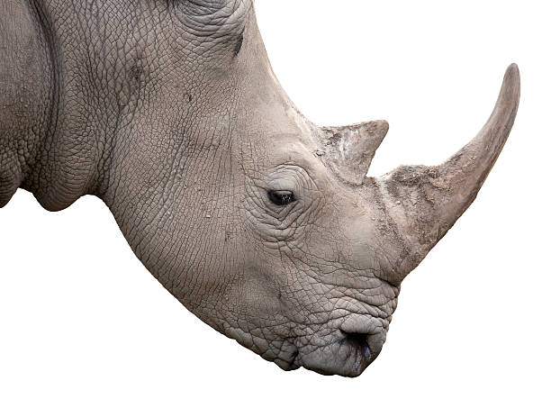 White rhinoceros Head of white rhinoceros (Ceratotherium simum) isolated on white. Includes clipping path. rhinoceros stock pictures, royalty-free photos & images