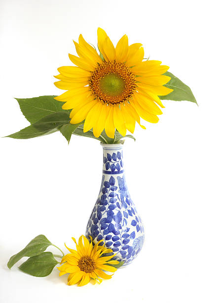 istock Sunflower in Vase 176087866